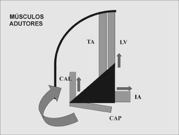 TENOTOMY OF ADDUCTOR LARYNGEAL MUSCLES